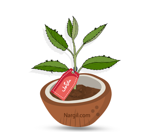  Nargil - Mother of Thousands